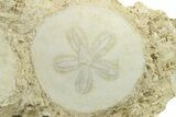 Three Fossil Sand Dollars (Scutella) - France #264722-3